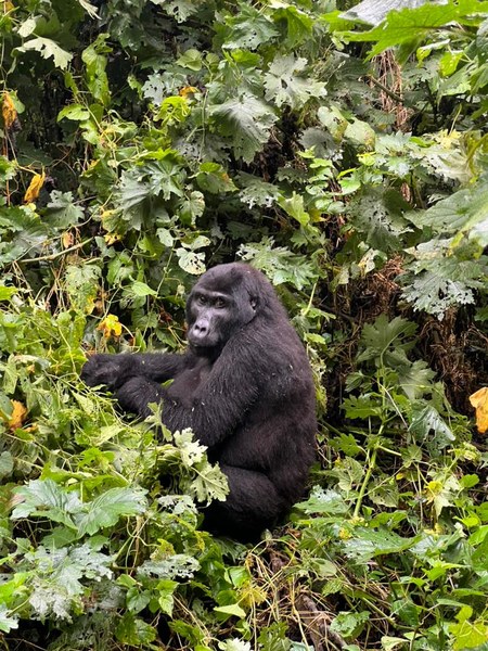 Bwindi: il bosco montano e i gorilla