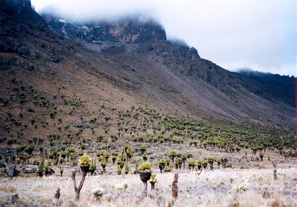 Monte Kenya: ghiacciai e paesaggi d'alta quota