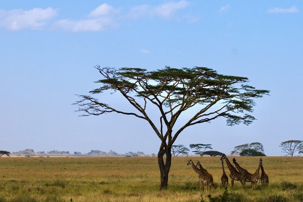 Serengeti: la pianura e il viaggio delle mandrie, Parco nazionale del Serengeti