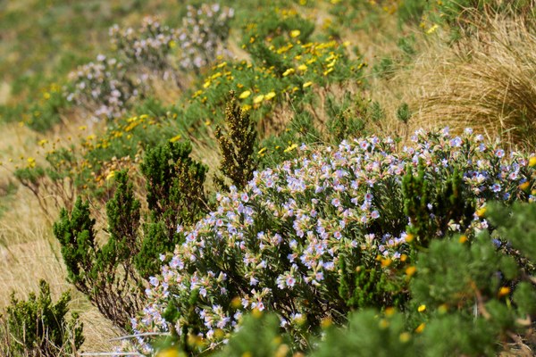 Audioguide di Regione floristica del Capo, Sudafrica > Capo Occidentale e Capo Orientale
