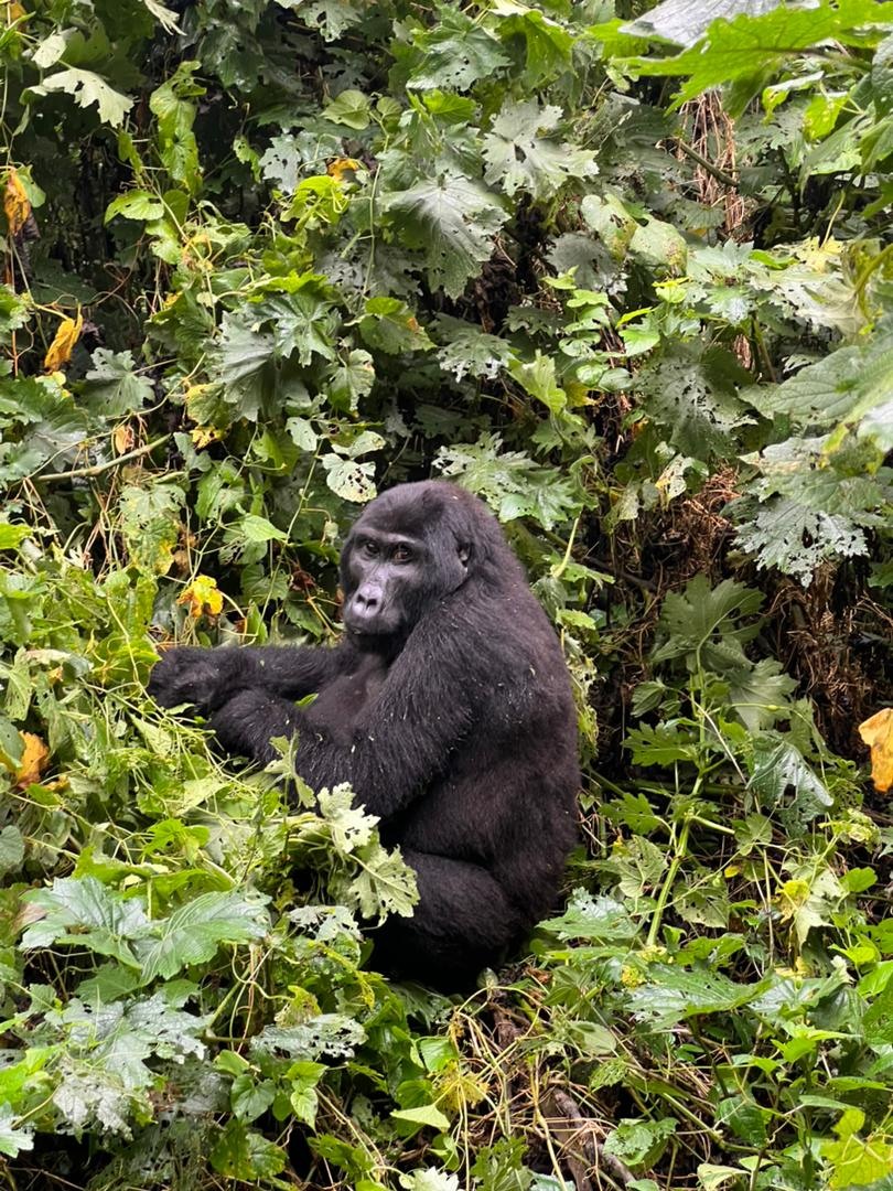 Audioguida Bwindi: il bosco montano e i gorilla