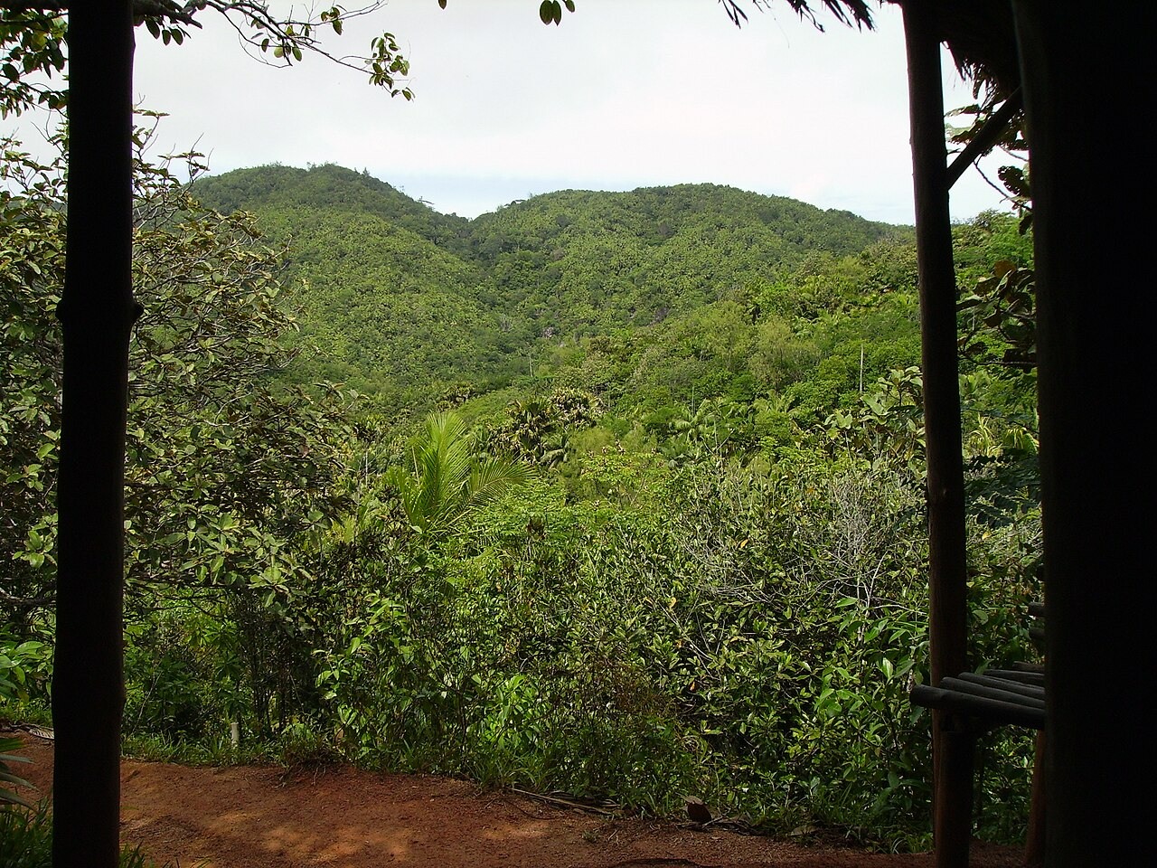 Audioguida Vall�e de Mai: nel bosco del coco de mer